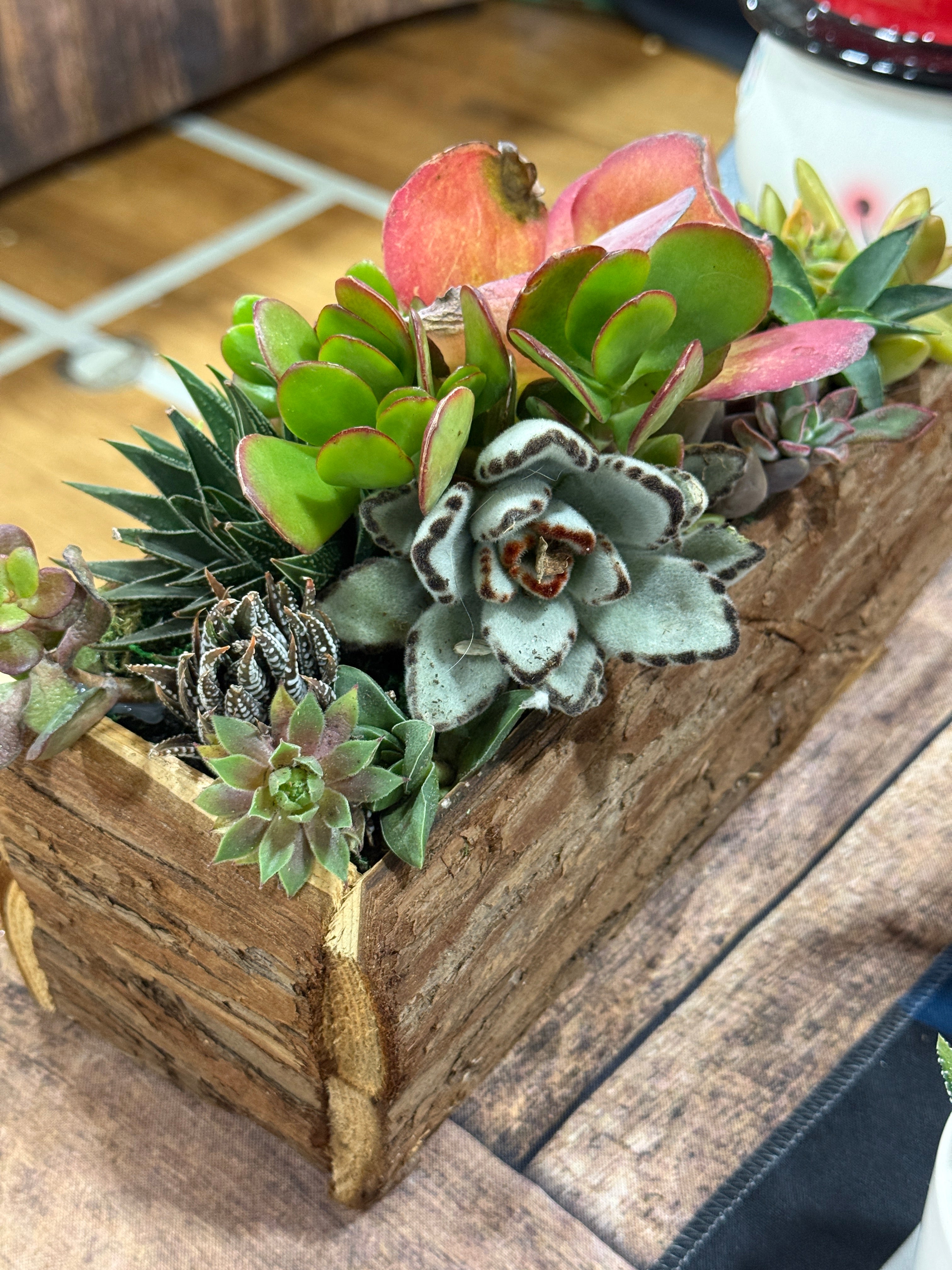 Rustic Tree Trunk Succulent Arrangement Gift