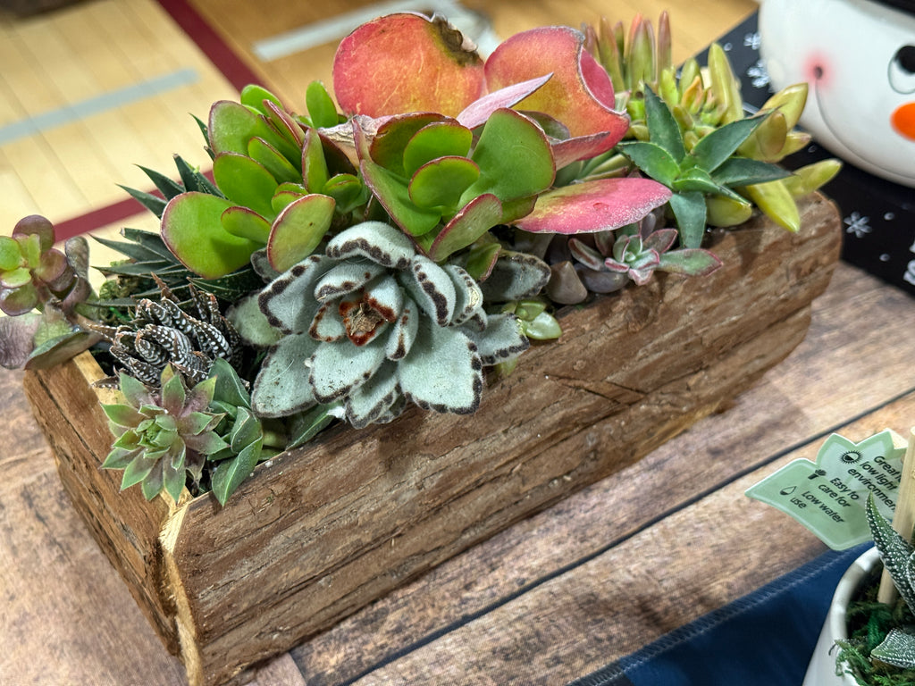 Rustic Tree Trunk Succulent Arrangement Gift