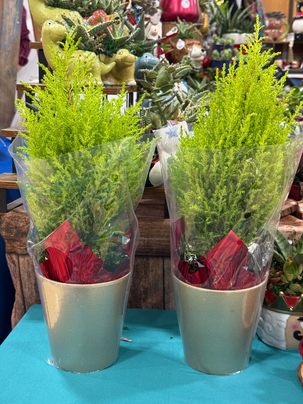 Lemon Cypress Bonsai Tree with Fairy Lights