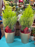 Lemon Cypress Bonsai Tree with Fairy Lights