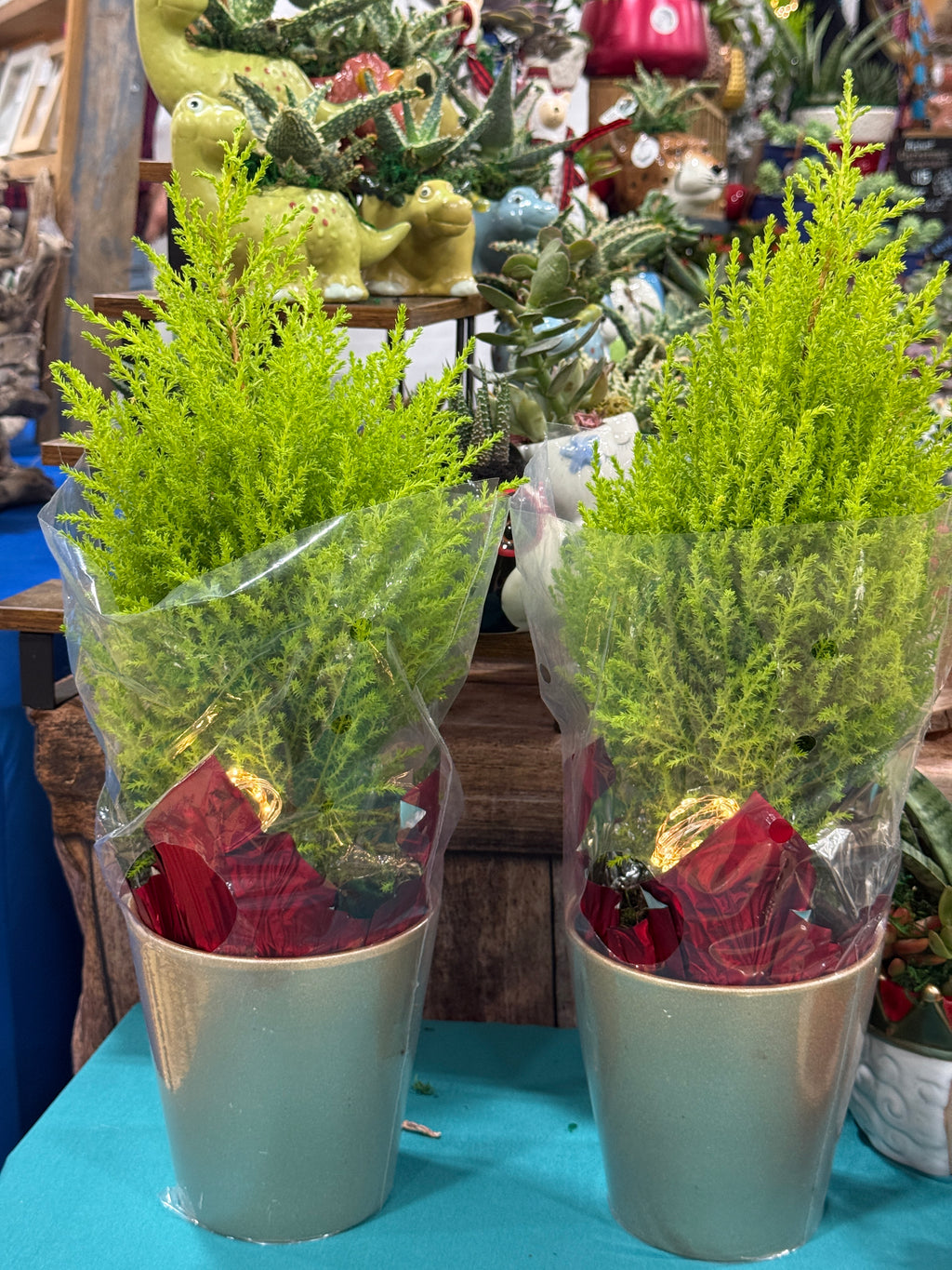 Lemon Cypress Bonsai Tree with Fairy Lights