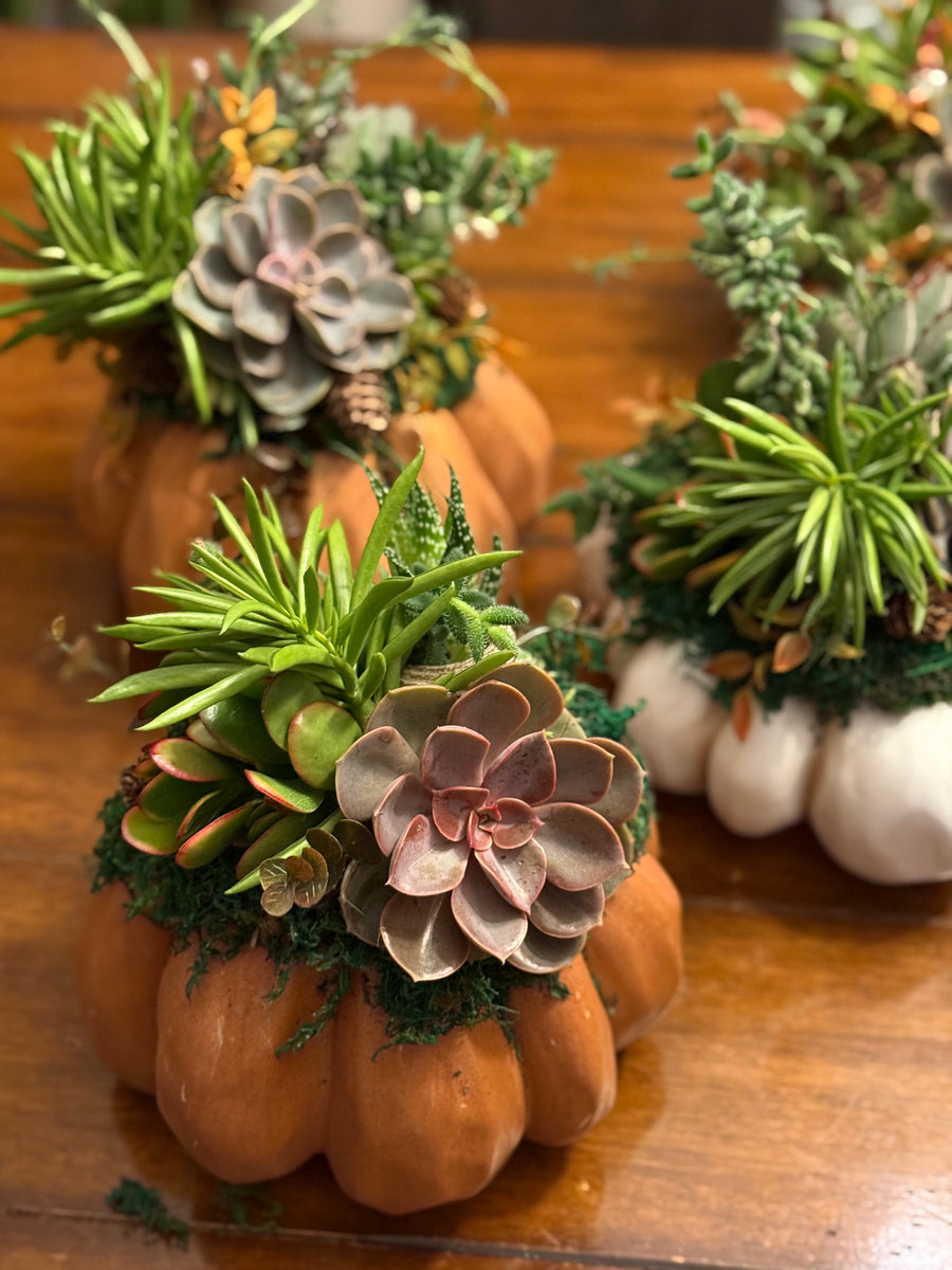 Succulent Pumpkin Workshop