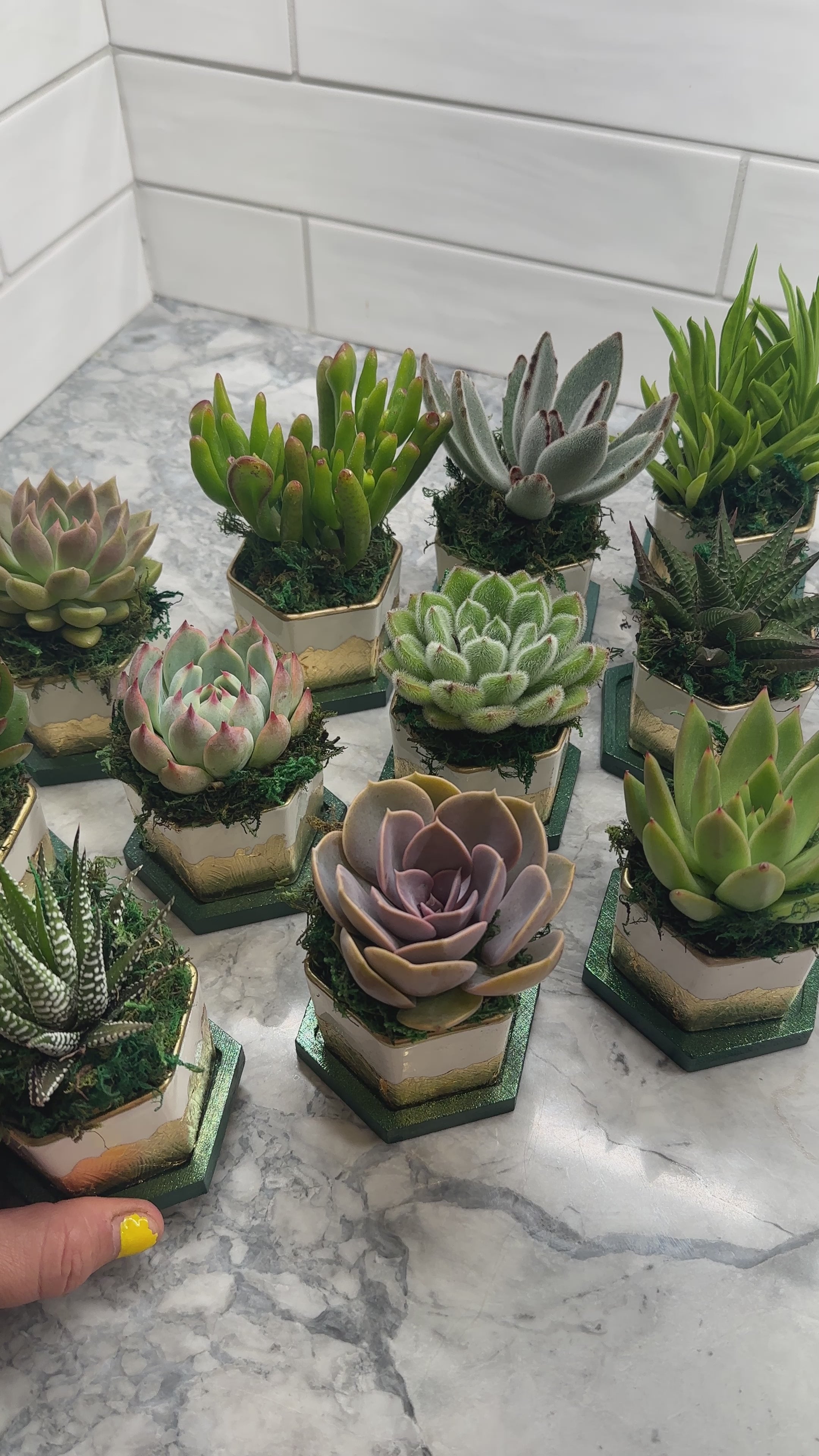 Gold Gilded and Bamboo Succulent Favors- Customizable colors- Set of 10