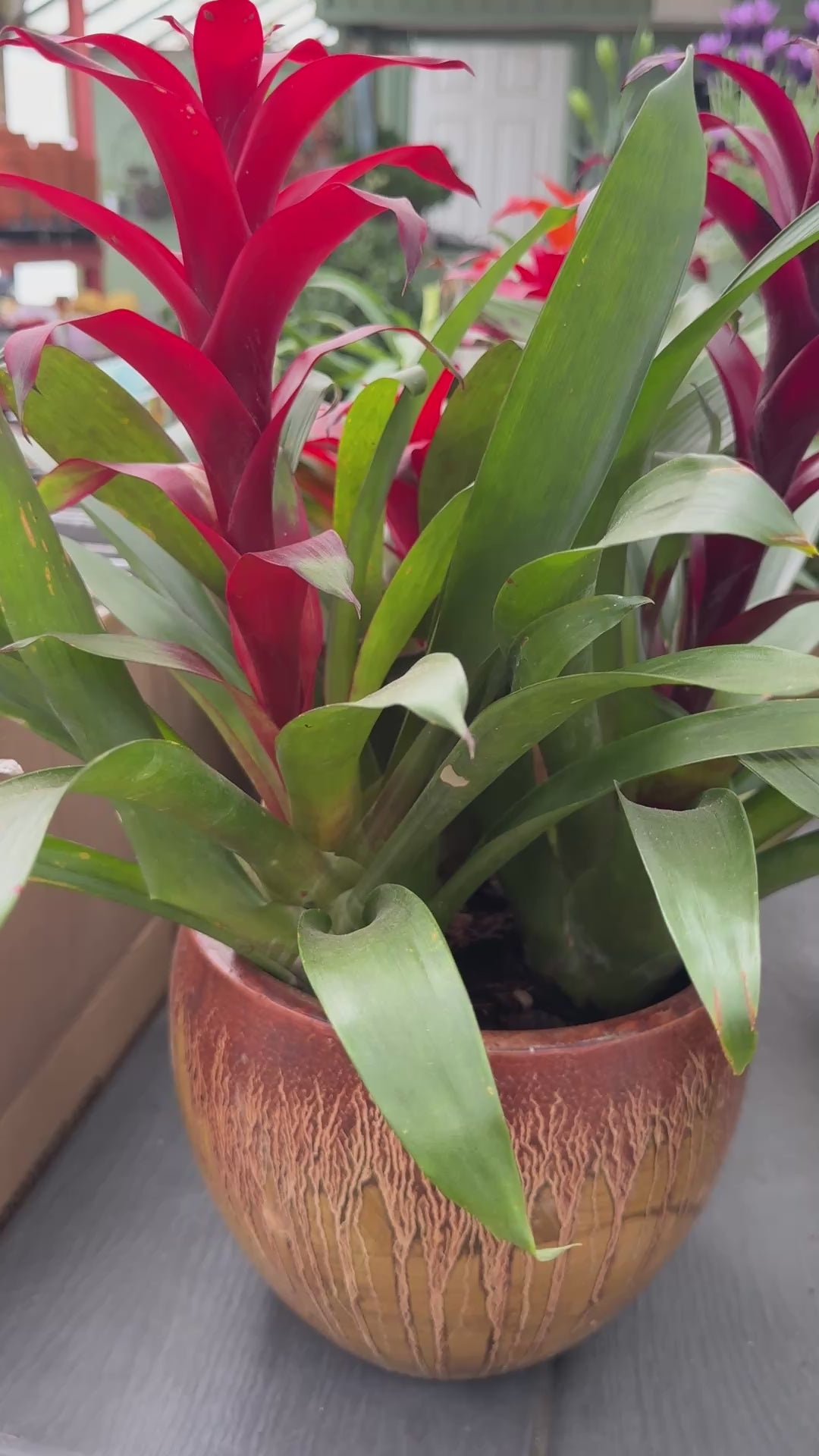 Mother’s Day Tropical Bloom Bowl – Triple Guzmania Bromeliad Planter