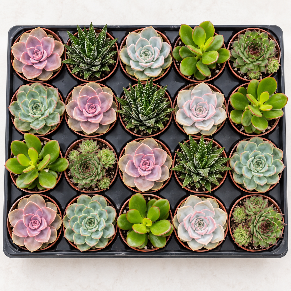 4" Succulent Trays