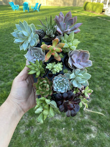 Special Event Succulents - 15 pack