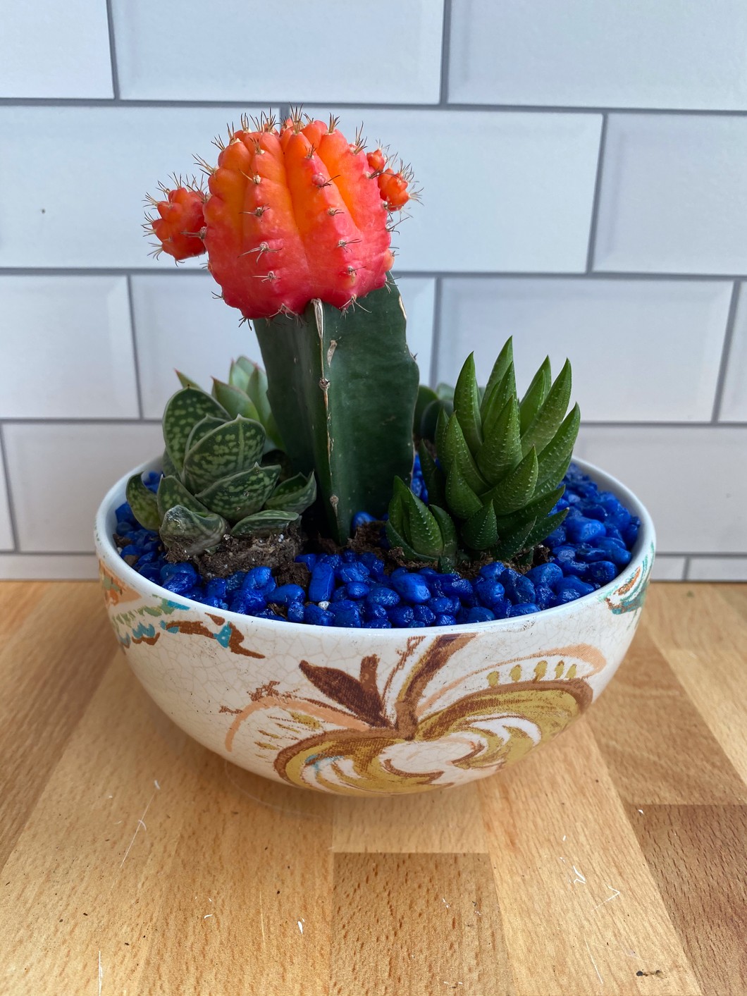 Colorful Bowl Terrarium