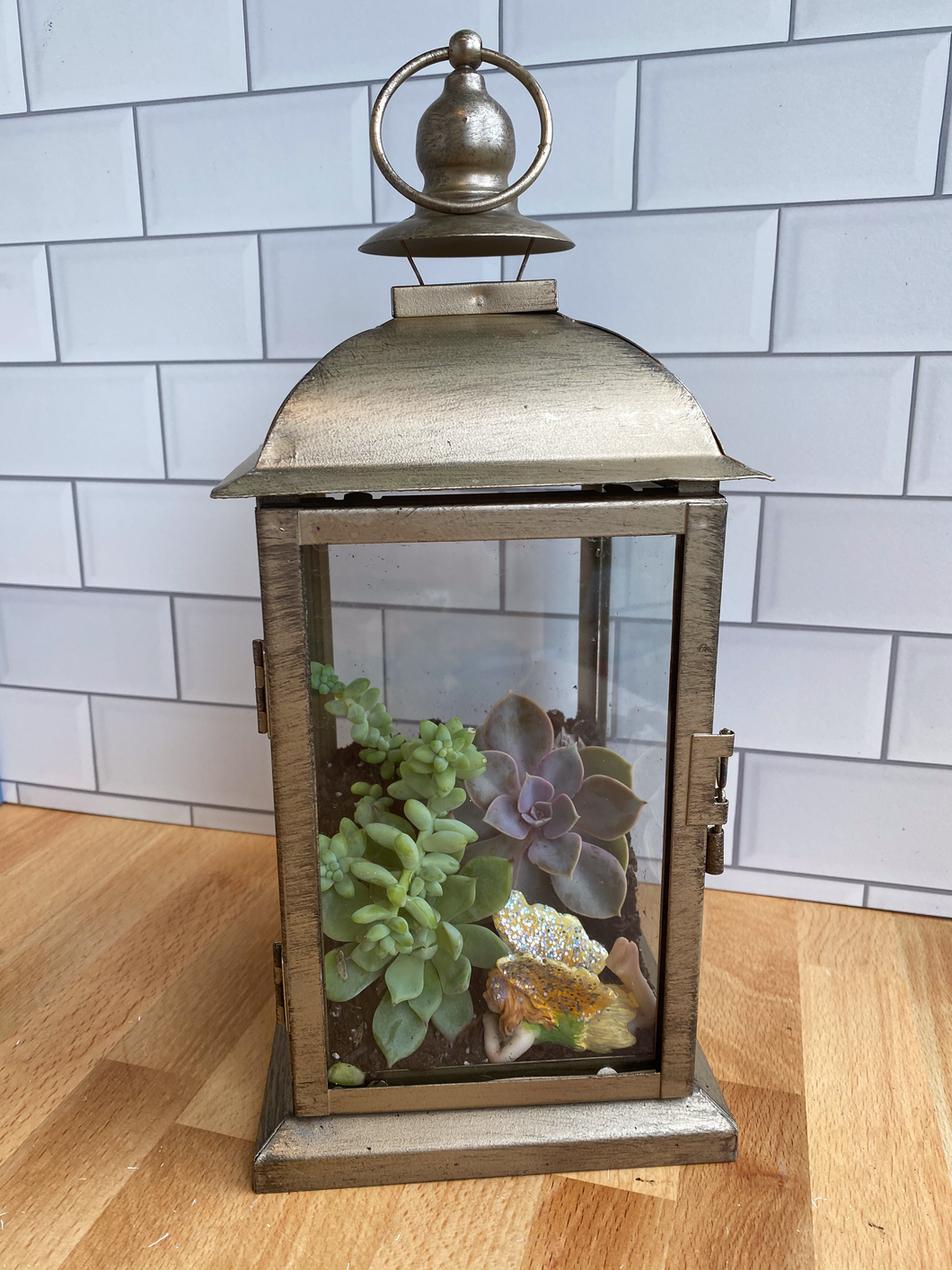 Caged Terrarium