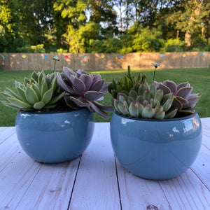 Classic Blue Terrarium