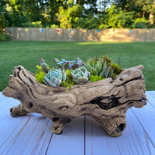 Load image into Gallery viewer, Wooden Log Terrarium
