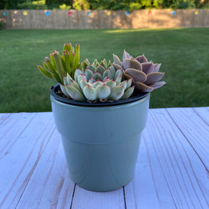 Simple Blue Terrarium