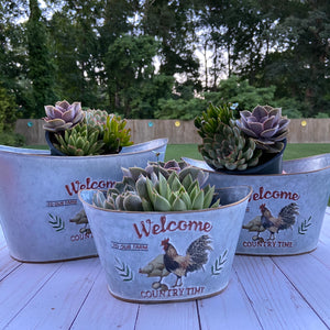 Country Time Terrarium