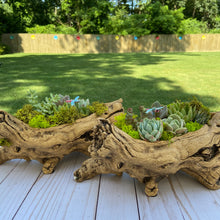 Load image into Gallery viewer, Wooden Log Terrarium

