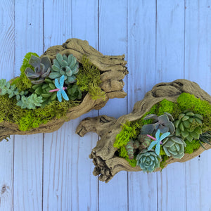 Wooden Log Terrarium