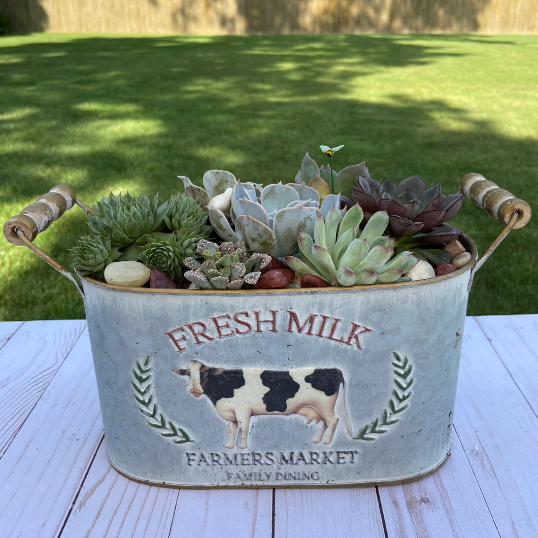 Fresh Milk Terrarium