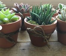 Load image into Gallery viewer, Succulent Party Favors - Includes Terra Cotta Pot
