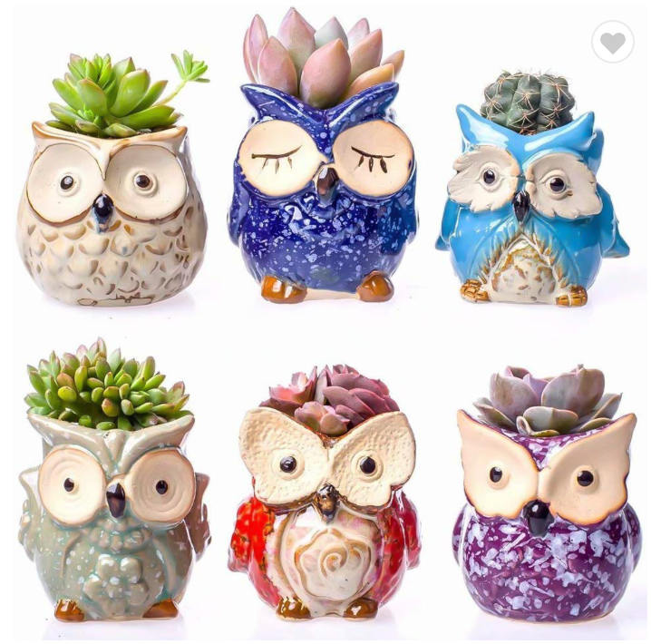 Plant Buddies (Owls) - 6 Pack with succulents! SAVE $