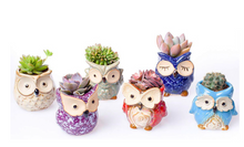 Load image into Gallery viewer, Plant Buddies (Owls) - 6 Pack with succulents! SAVE $
