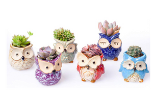 Plant Buddies (Owls) - 6 Pack with succulents! SAVE $