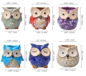 Plant Buddies (Owls) - 6 Pack with succulents! SAVE $