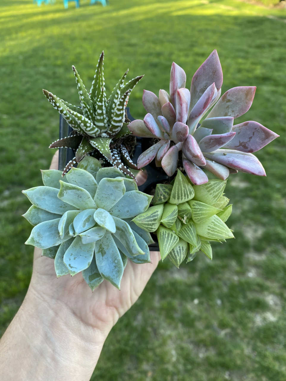 4 Pack of Succulents