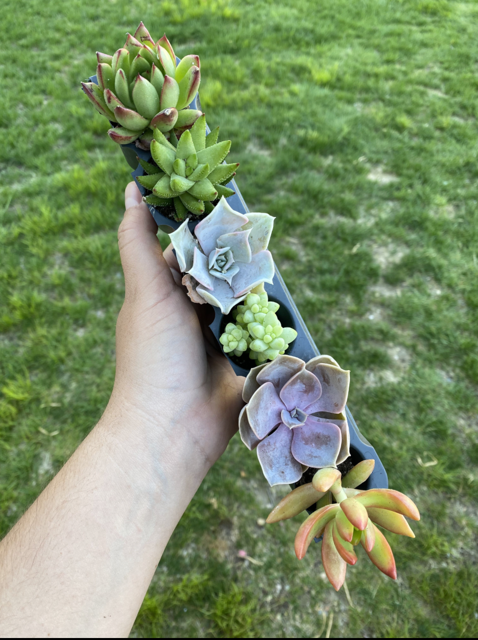 6 Pack of Succulents