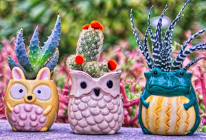 Plant Buddies (Barnyard Animals) - 6 Pack with succulents! SAVE $