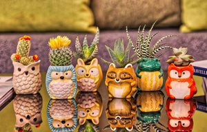 Plant Buddies (Barnyard Animals) - 6 Pack with succulents! SAVE $