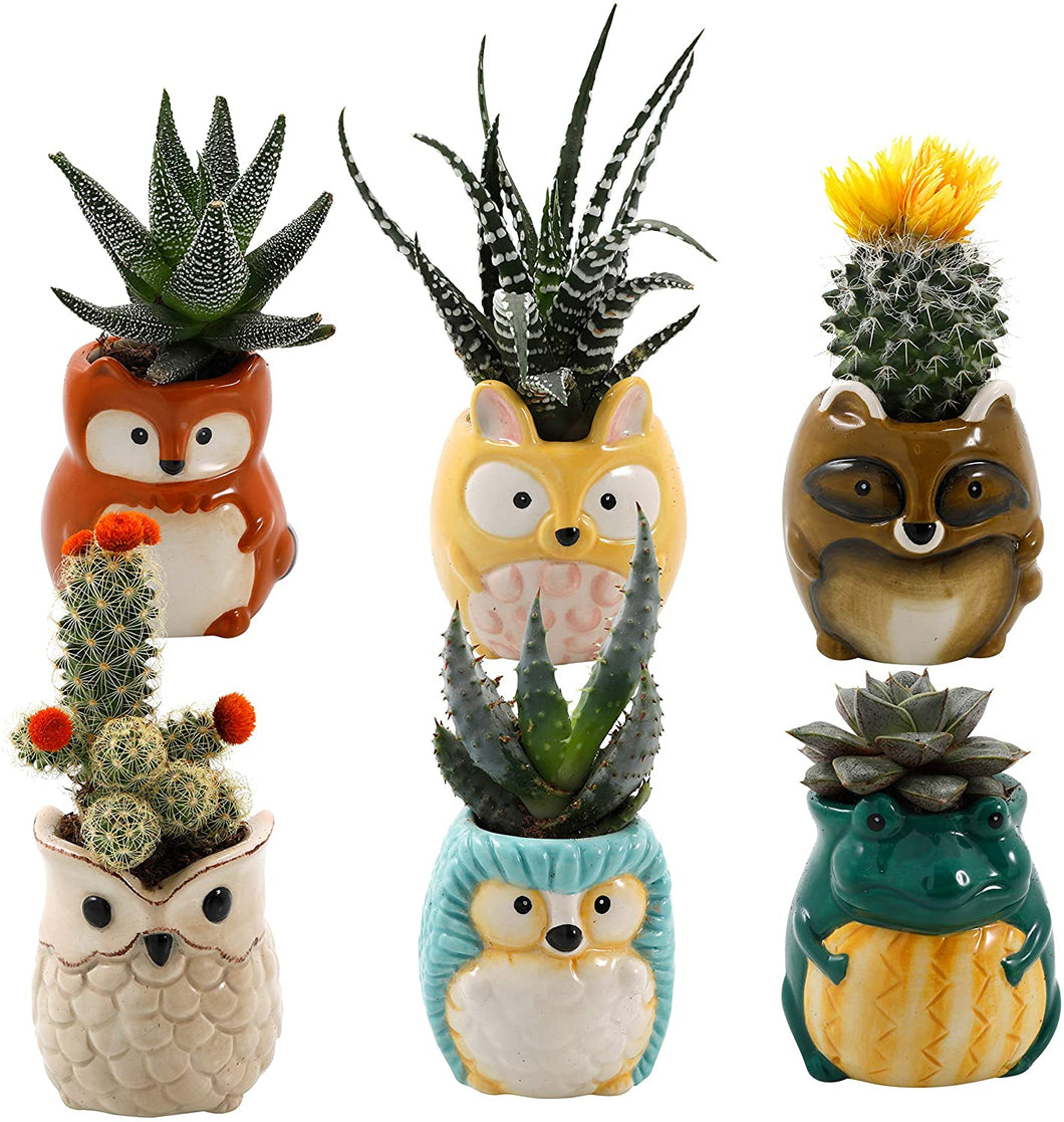 Plant Buddies (Barnyard Animals) - 6 Pack with succulents! SAVE $