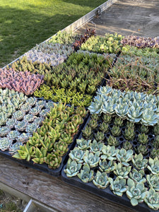 4 Pack of Succulents
